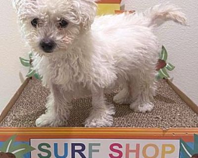 Lambchop - Poodle (Miniature) Male Puppy for Adoption