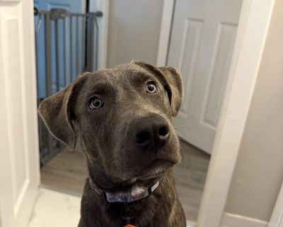 Meet Tanker Your Happy-Go-Lucky Zoomie Machine! Looking for a big personality and even bigger laughs? Meet Tanker, our fun-loving, curious goofball who's full of life (and sometimes a little too full of energy)! Tanker approaches every day like it's the best day ever. He's playful, affectionate, and always ready for a good time but his enthusiasm can get the better of him sometimes. When excite...