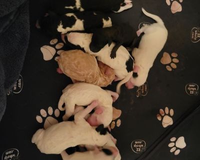 6 Male and 2 Female Poodle Puppies for Sale