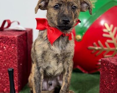 Exciting News: This adorable pup will be at an adoption event near you! Check our website: https://AmazingDogsRescue.org/dogs/ Or call 888.508.8943 (Monday to Sunday, 8 AM to 8 PM).. Out-of-town pets are cared for by non-local organizations who can make arrangements for the pet to be transported to your area. Learn More. Puppy Male Small Brindle , Brown / Chocolate