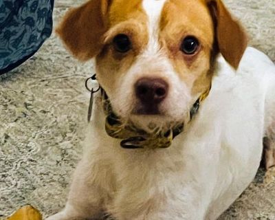 Meet Bob! Bob Newhart is a sweet, sensitive young pup who s just starting to find his footing in the world. At just over 1.5 years old, he s still figuring things out but with a little patience (and some well-placed baby talk), this scruffy boy begins to show his affectionate side. Bob is easy to leash up and walks well, taking the world in at his own thoughtful pace. He didn t jump up or get o...