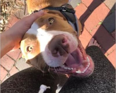 Jolene - Female Puppy Pit Bull / Boxer for Adoption