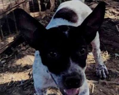 Gabby - Cattle Dog Female Puppy for Adoption