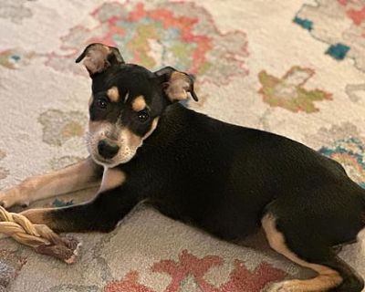 Miette - Rat Terrier/Miniature Pinscher Mix Female Puppy for Adoption