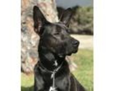 Adopt Fargo a German Shepherd Dog, Black Labrador Retriever
