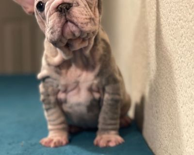 Velvet big rope, French Bulldogs available