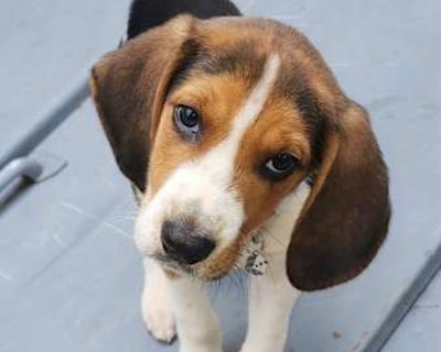 Linus - Beagle Male Puppy for Adoption