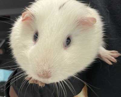 Bagel - Guinea Pig Mix Male for Adoption