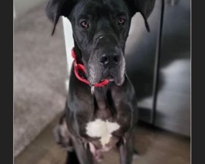 Grimm - Male Adult Great Dane for Adoption