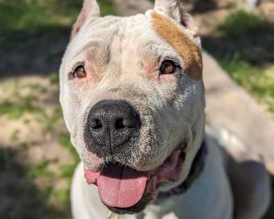 Sweetpea - Dogo Argentino/American Pit Bull Terrier Mix Female Dog for Adoption