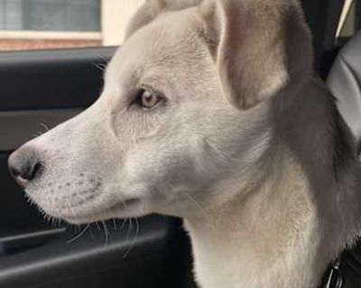 Klover - Husky/Mountain Cur Mix Female Dog for Adoption