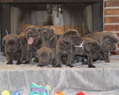 Cane Corso Puppies