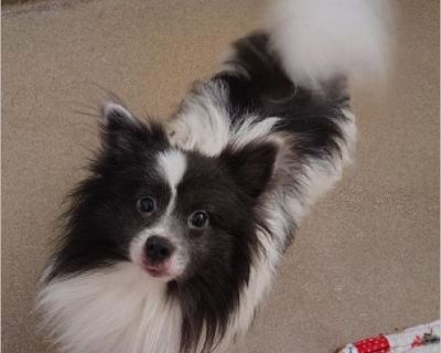 Kennedy - Male Puppy Pomeranian mix for Adoption