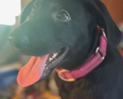 Charlee ( female) - German Shepherd Dog & Labrador Retriever Mix Female Puppy for Adoption