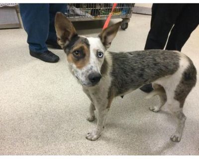 Dog - Australian Cattle Dog Female Dog for Adoption