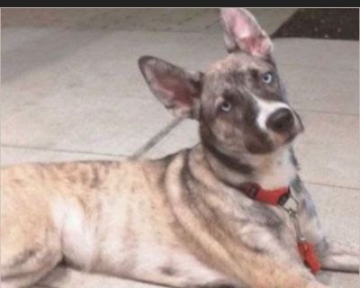 Aurie - Puppy German Shepherd / Siberian Husky for Adoption