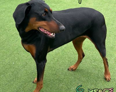 You can fill out an adoption application online on our official website. Please note that we can not guarantee the age, expected weight or breed of any animal. What we provide is our best estimates based on our experience and the information provided by the our medical partners. If breed and eventual size are of great importance we suggest looking into a breed specific rescue or adopting a full...