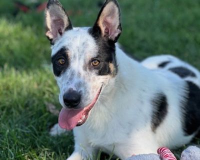 Hunter - Cattle Dog Mix Male Puppy for Adoption