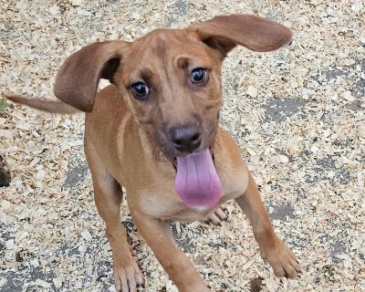Meet Copper The Toy-Toting Charmer! Copper is a happy-go-lucky boy who loves to share his joy with everyone he meets! When he sees you, he ll proudly bring you his favorite toy to show just how excited he is. He even moves his bed closer to you if he thinks it s not quite in the perfect spot because being near his people is his favorite place to be. On walks, Copper prances like a prince, holdi...