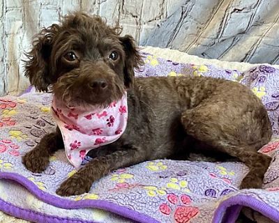 Coco - 8 lb poodle good with cats! - Poodle (Standard) Female Dog for Adoption