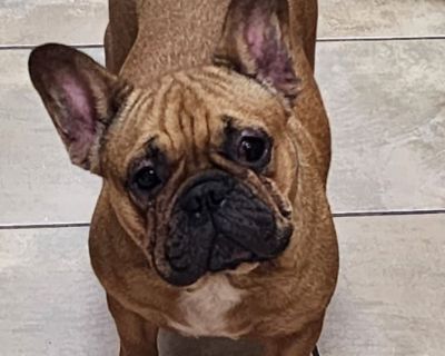 AKC adult female French bulldog fluffy carrier.