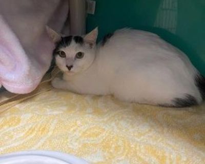 Meet Poe and Moe! They were found as strays and looking for a family that is ready to go slow and give them time to adjust to their new environment. With time they should be sweet loving pets and make wonderful companions. Stop by the Marathon Campus to meet them today!. Coat length Short House-trained Yes Health Vaccinations up to date, spayed / neutered.. Adult Female Medium White , Black