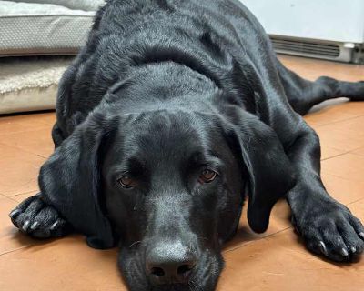 Young. Black. Microchipped. Vaccinated. Meet Zach... the sweetest boy ever! He is friendly with people and other dogs, and is a chill, wonderful companion. We love all of him, but are working to take off a few pounds. We think Zach was loved a little too much, and possible fed a little too much, but we are working on that. Zach has been keeping us company in our Petrescue office, and has proven...