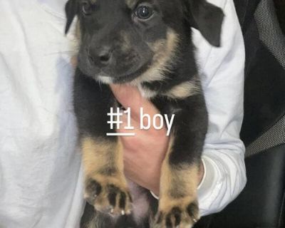 PUPPIES FOR SALE! Selling some puppies for a friend. $50 OBO Message me if interested or him. His number is 7013681913. Thank you!