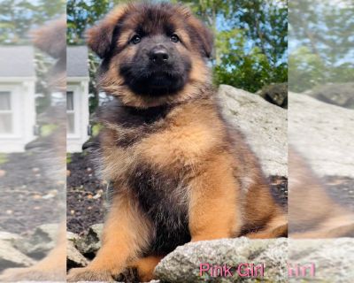 Litter of 5 - German Shepherd Dog Male Puppy for Sale