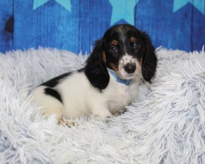 Mini Dachshund Puppies