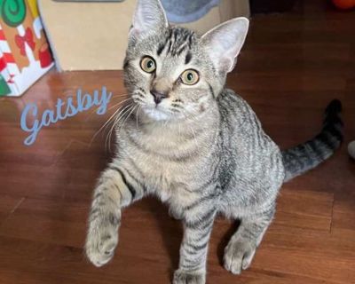 Gatsby #warrior-waif - Domestic Shorthair Male Kitten for Adoption
