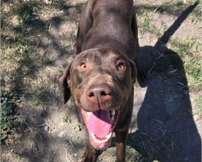 Denver - Male Puppy Lab / Pointer for Adoption