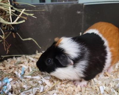 BERY - Guinea Pig Female for Adoption