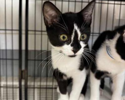 Scrabble - Domestic Shorthair Female Cat for Adoption