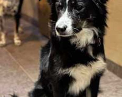 ASTER - German Shepherd Dog/Mutt Mix Female Dog for Adoption