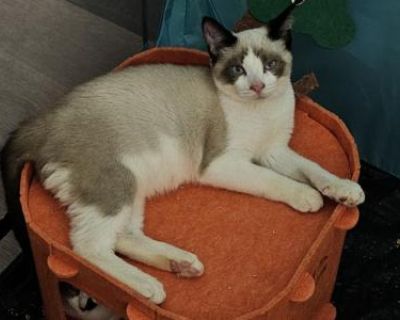 Knuckles - Siamese Male Kitten For Adoption