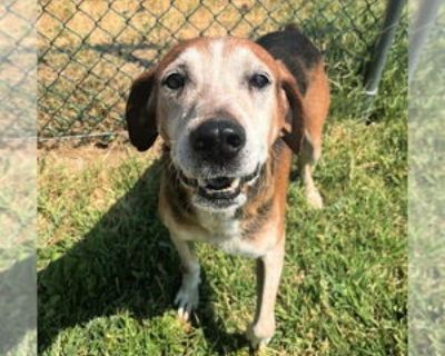 Senior * Location Salt Lake City, UT, 84103 USA USA *. Dog Breed: Hound / Mixed. Hi, my name is Gideon and I'm just a goofy old boy looking for a home to spend my golden years! I like to nap but if you're up and moving, I will follow you around. I don't see or hear like I did when I was young, but I still love life. I like to do lots of sniffing around the yard and while on walks. I'm not much ...