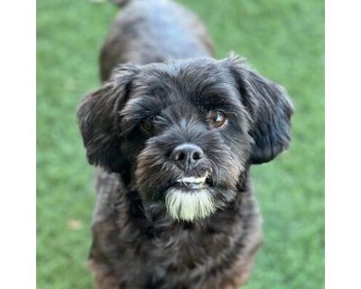 Harley - Poodle (Miniature)/Shih Tzu Mix Male Dog for Adoption