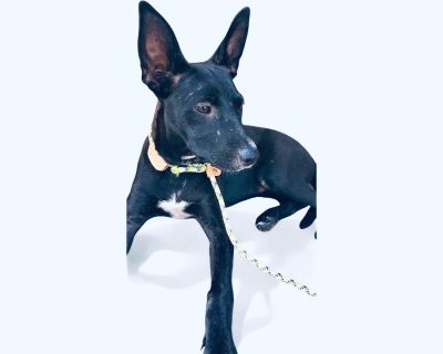 Available From Texas Safina the little angel with the biggest ears and the biggest heart! She is 4 months old and just 25 lbs, Border Collie/ mountain dog mix. She is already stealing hearts everywhere she goes. Safina is a pure love wrapped in a soft black fur playful, gentle, and so eager to be with people. She is crate trained and is mostly house trained. She adores everyone kids, adults, ca...