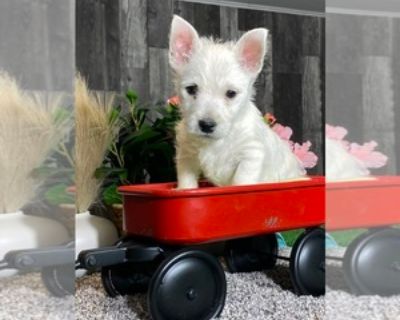 8 Weeks Old * Size at Maturity: Small * Show Potential: Yes * Availability Date: 11/13/2025 * Shipping Area: Nationwide * Payment Method: Credit Cards, Cash *. A EXTRA sweet and energetic little boy! He up to date with vaccinations and deworming. Microchipped and ready now. Items Included: Current vaccinations, veterinarian examinations, health certificate, puppy food