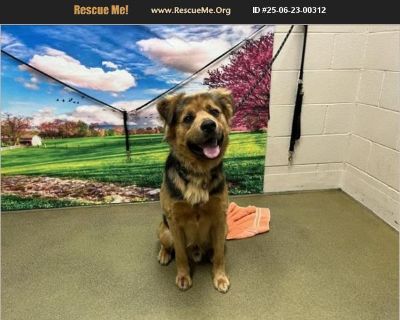 URGENT AFTER 06/28 - Male Puppy German Shepherd mix for Adoption