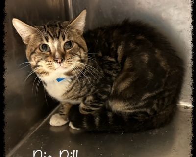 BIG BILL - Domestic Short Hair & Tabby Mix Male Cat for Adoption