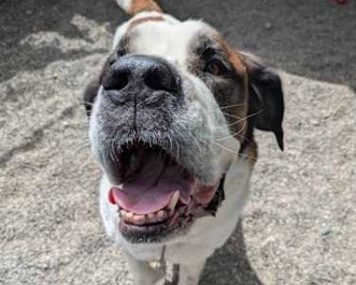 Hank - St. Bernard Male Dog for Adoption