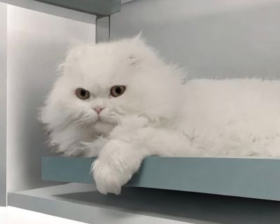 Habibi - Persian Male Cat for Adoption