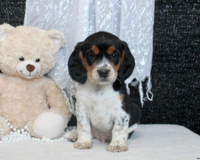 Meet your new BFF, Reed! This adorable Beaglier puppy is vet checked & up to date on shots & wormer, plus comes with a health guarantee provided by the breeder! Reed is well socialized & currently being family raised with children!. Gender: Male Sire: Schnickle Fritz (Cavalier King Charles Spaniel) Dam: Daisy (Beagle) DOB: September 4th, 2025 Age: 7 Weeks Available: October 30th, 2025 Vet Check...