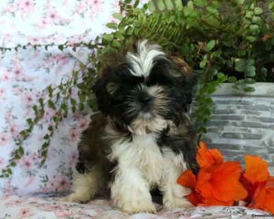 Timmy - 9 Weeks Male Shih Tzu Puppy for Sale