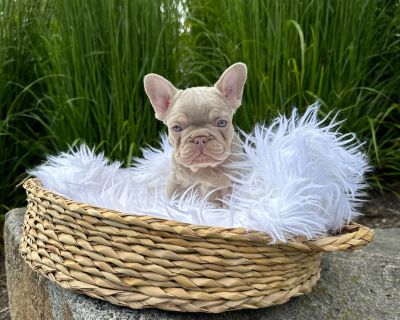 3 Male French Bulldog Puppies for Sale