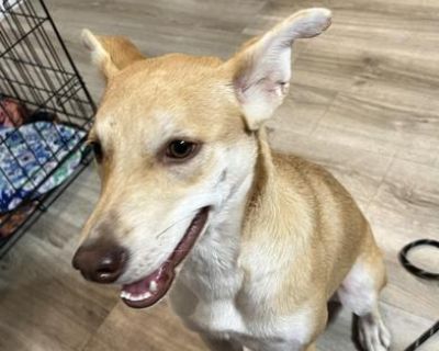 Meet Foxy! Foxy is a sweet 2-year-old Shiba Inu mix who was recently owner-surrendered. She comes with no known health or behavioral concerns and is already showing what a gentle, loving soul she is. Naturally a bit shy and timid at first, Foxy has been blossoming in her foster home. She s learning how to be comfortable around other dogs and doing well with slow, positive introductions. She has...