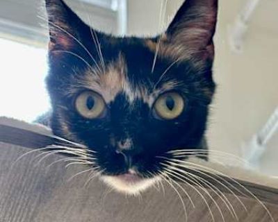 Peach - American Shorthair Female Cat for Adoption