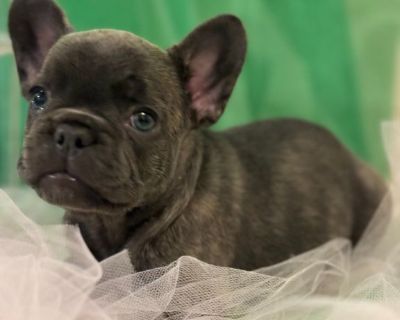 French Bulldog puppies ready to go